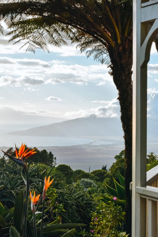 tropical view of islands, hawaiian, flowers