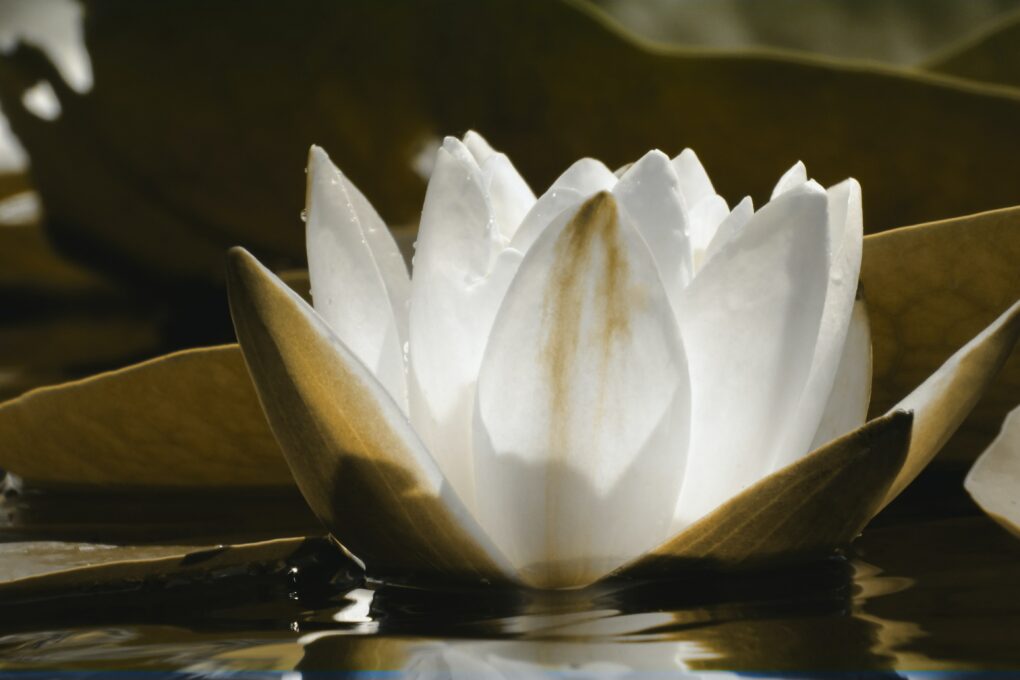 white lotus flower in bloom
