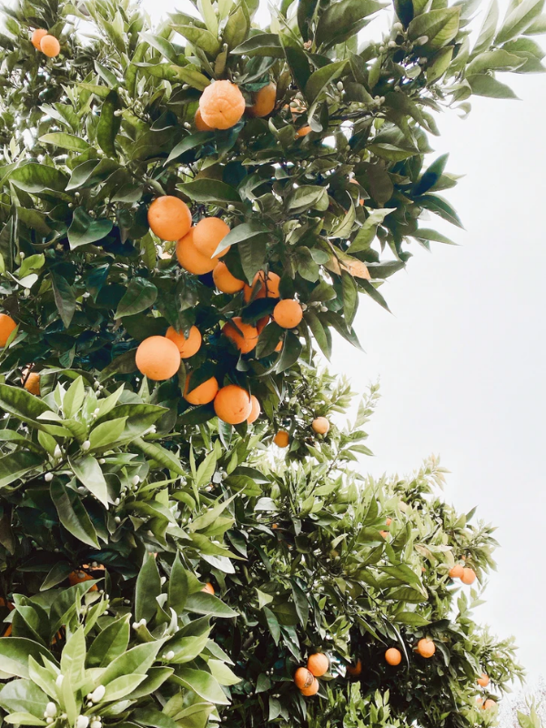 orange blossom grove by Coco Tafoya