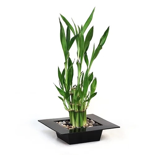 Lucky bamboo plant in a glossy, black, square planter