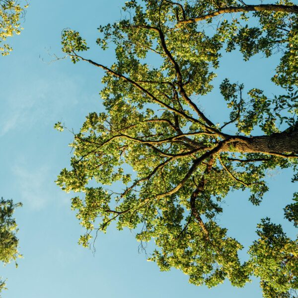 Photograph of a forest canopy and blue sky to illustrate summer colors inspired by Pantone's "Airy Blue" hue