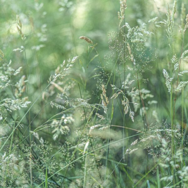 Photograph of green summer grasses to illustrate summer colors inspired by Pantone's "Grayed Jade" shade of green