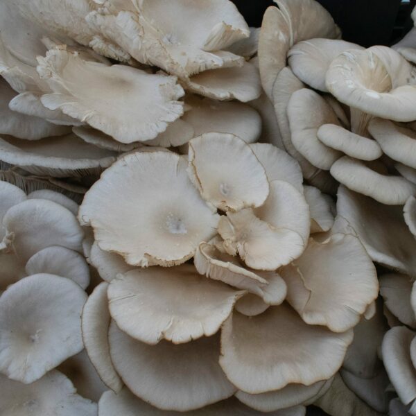 Photograph of oyster mushrooms to illustrate summer colors inspired by Pantone's "Oyster Mushroom" shade