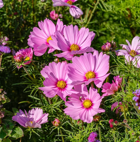 Photograph of pink cosmos to illustrate summer colors inspired by Pantone colors