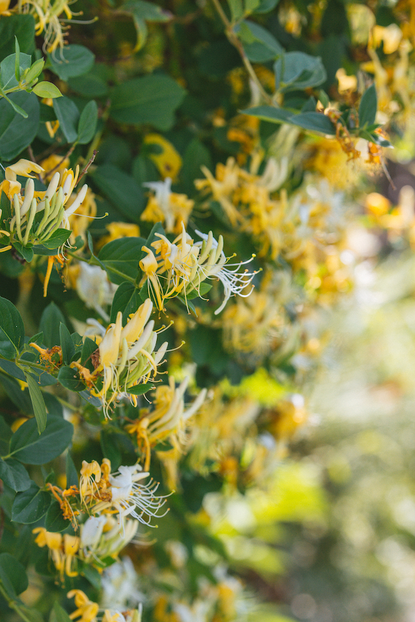 Photograph of honeysuckle vines