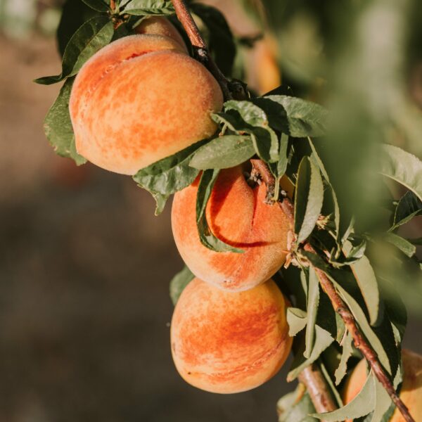 Photograph of peaches on a branch to illustrate summer colors inspired by Pantone's "Tender Peach" color