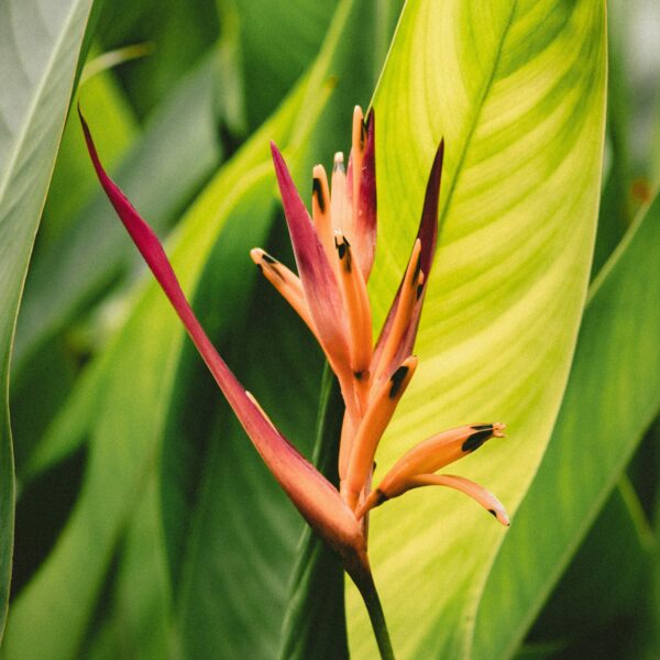 Photograph of a tropical birds of paradise flower to illustrate summer colors inspired by Pantone's "Titanite" shade