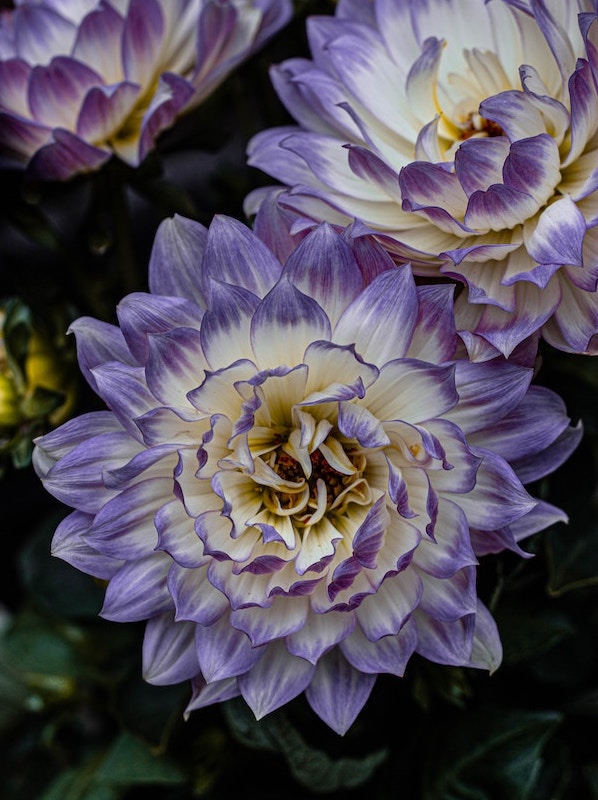 Blue flower dahlia meaning spirituality and grace